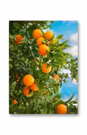 Fresh oranges growing on orange tree