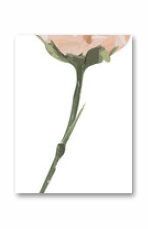 Peach bloom is floating in flat with layered petals, green stem and leaves, transparent background