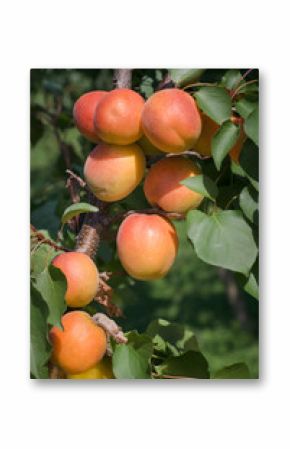 Apricots on a branch