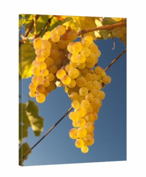 green verdicchio grapes growing on vine ready for harvest