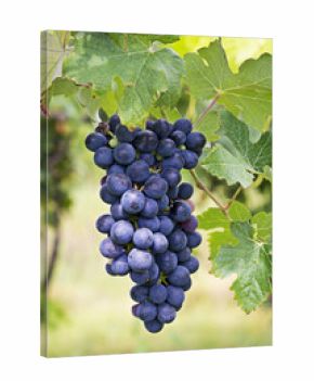 grappolo di uva matura Barbera, Piemonte, Italia