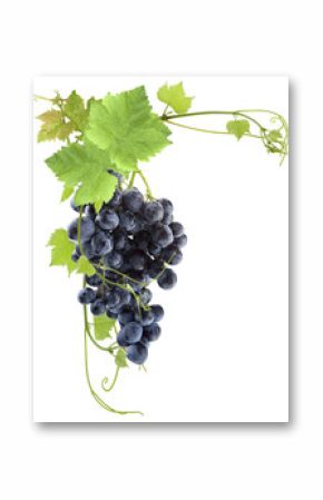 grappe de raisin rouge