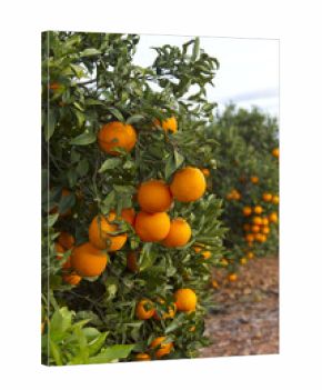 Valencia orange trees