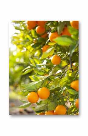 Valencia orange trees