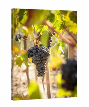 Vendemmia Raccolto dell'uva