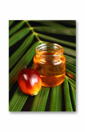 Oil palm fruit and cooking oil
