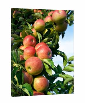 Erntereife rote Äpfel am Ast