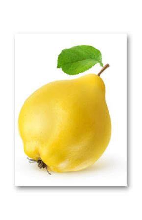 Isolated quince. One fresh quince fruit with leaf isolated on white background