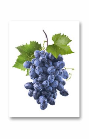 Big wet blue grapes bunch and leaves isolated on white