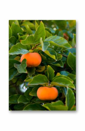 Ripe persimmon fruit hanging on the tree