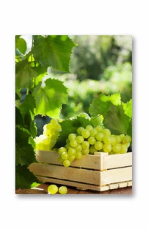 Vine and bunch of white grapes
