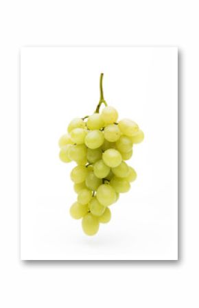 Blaue Weintrauben am Weinstock