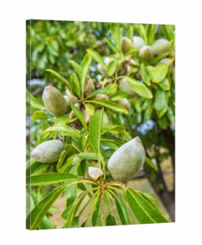 closeup of green almonds growing on branch of tree