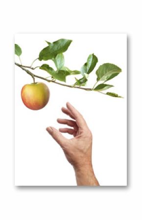 Picking an apple. White background