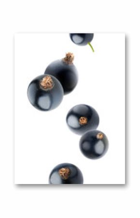 Isolated falling black currants