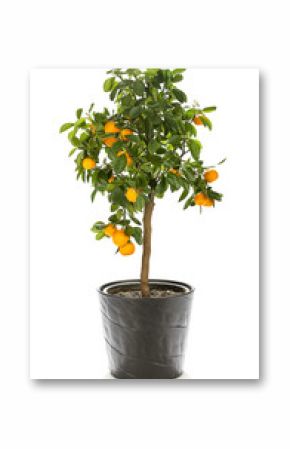 Small tropical calamondin tree in flower pot with many fruits isolated on white background.