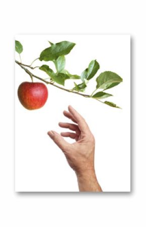 Picking an apple from a tree
