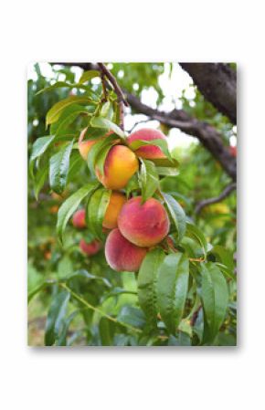 frersh peaches on tree