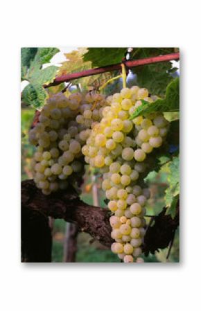 Brunch of trebbiano grapes on the vine (Vitis vinifera),