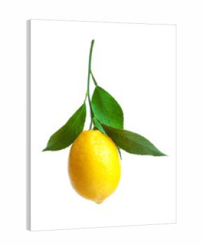 Ripe yellow lemon on white background