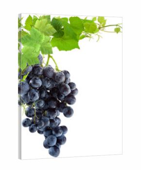 grappe de raisin et feuilles de vigne, fond blanc