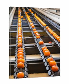 The working of citrus fruits: icilian tarocco oranges during the calibration process in a modern production line