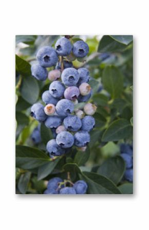 Blueberries -  Blue ripe berries on the healthy green plant. Food plantation - blueberry field, orchard.