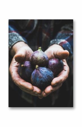 Farmer's hands with freshly harvested figs. Shallow depth of field. 
