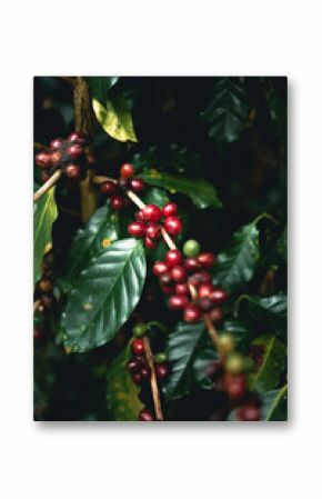 red cherry coffee beans Arabica In nature