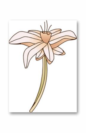 Floral illustration is showing stem, peach petals, heart core, stamens on transparent background