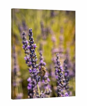 Bee on lavender flower