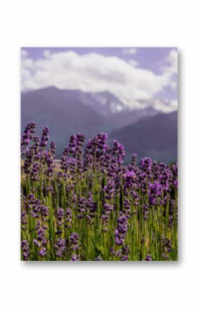 Blue lavender flowers in the mountains of Bulgaria