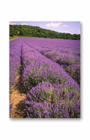 lavender field in Britain