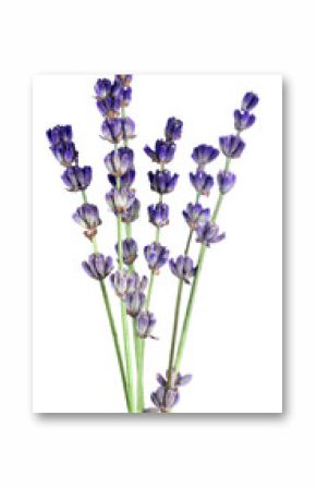 Bunch of lavender on white background