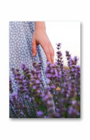 A woman's hand touches lavender flowers on a summer evening in a lavender field. Vertical image.