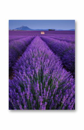 Lavender fields in Provence at twilight. Valensole Plateau, Alpes-de-Haute-Provence, France