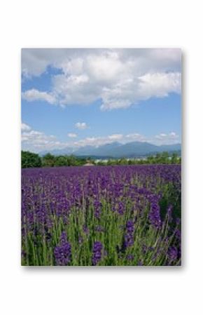 lavender field in region