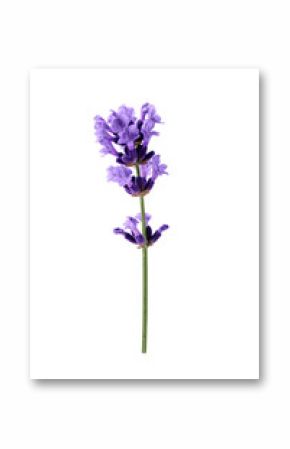 Lavender flower isolated on transparent background. A single twig of lavender flower for design.