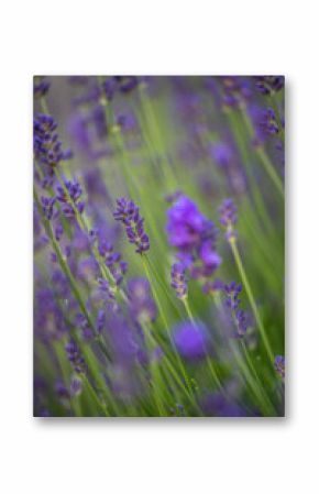 Egyptian lavender