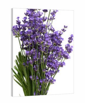 LAYER-LAB_1106201385_LC