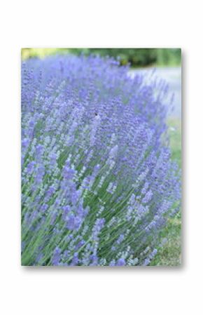Lavender landscape. Lavender blooming flowers closeup and sunny bokeh flowers background.  Scene with lavendula flowers.