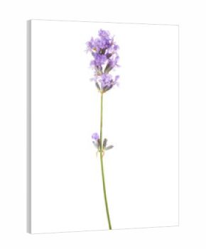 Sprig of lavender  isolated on white background.