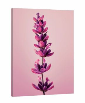 Red lavender flower as vertical Greeting card template composition