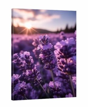Macro photo of lavender at sunset in a purple field