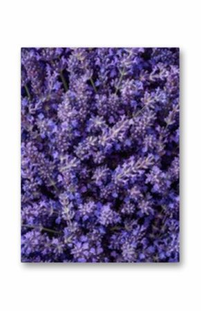 Lavender flowers texture background, lavandula perfume buds pattern, petals banner, fragrance lilac blossoms