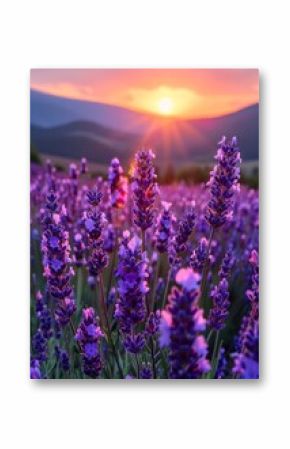 Aromatic lavender fields in bloom, symbolizing relaxation and beauty. 