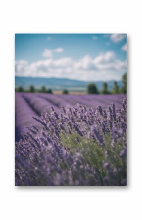 A field of lavender in Provence, France, under a blue sky. 