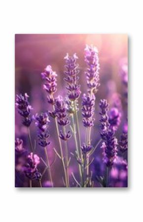 Lavender field with lavender flowers in a purple color under soft light with a sunset background, shown in closeup macro photography