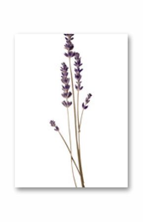 PNG Real Pressed a single minimal lavender flower plant paper.