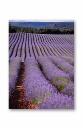 Lavender flower blooming scented fields in endless rows on sunset. Selective focus on Bushes of lavender purple aromatic flowers at lavender fields of the French Provence near Valensole.